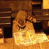 Photo: Raccoon Casually Reading Newspaper By Central Park